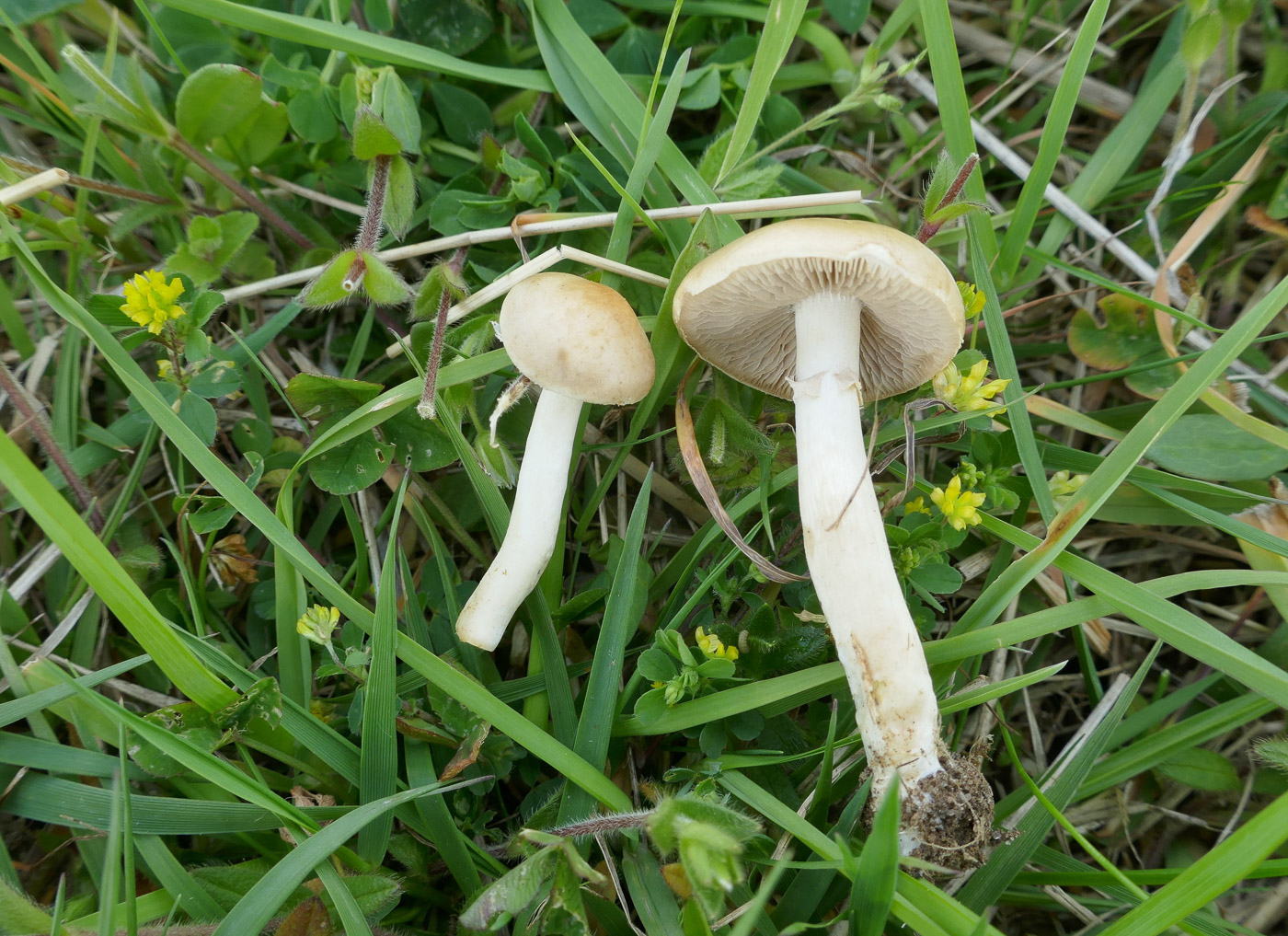 Photo by Jackie Ewan Agrocybe praecox Spring Fieldcap) by Jackie Ewan